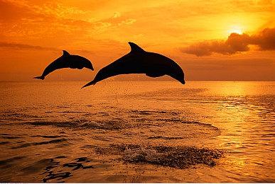 《刀剑乱舞无双》新情报 第三部队队长“压切长谷部”