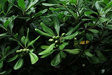 黑曜石新作《宣誓》剧情预告片 仍计划在年内发售